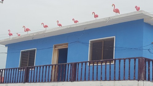 Flamingoooos